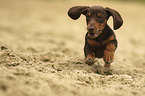 shorthaired Dachshund Puppy