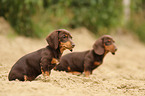 2 shorthaired Dachshunds Puppies