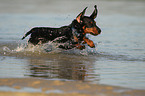 running wirehaired Dachshund