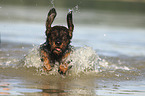 running wirehaired Dachshund