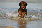 running wirehaired Dachshund