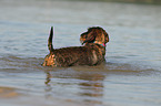 bathing wirehaired Dachshund