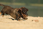 running wirehaired Dachshund