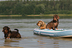 3 wirehaired Dachshunds