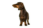 Dachshund in front of white background