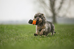 playing Dachshund