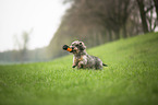 playing Dachshund