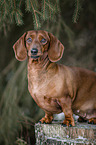 sitting Dachshund