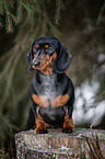 sitting Dachshund