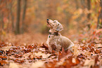 Dachshund in autumn