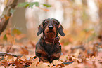 Dachshund in autumn