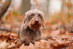 Dachshund in autumn