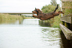 jumping Dachshund