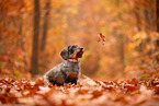 Dachshund in autumn