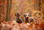 2 Dachshunds