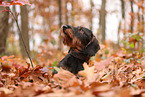 Dachshund in autumn