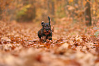 Dachshund in autumn