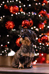 Dachshund at christmas