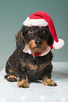 wirehaired Dachshund