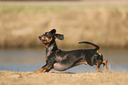 black-and-tan Dachshund