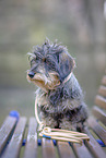 wirehaired Dachshund