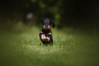 Dachshund Puppy