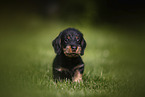 Dachshund Puppy