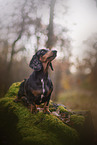 Dachshund in autumn