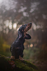 Dachshund in autumn