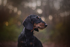 Dachshund in autumn