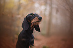 Dachshund in autumn