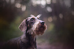 Dachshund in autumn