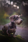 Dachshund in autumn