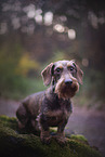 Dachshund in autumn