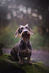 Dachshund in autumn