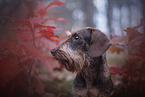 Dachshund in autumn