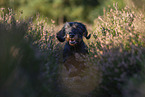 wirehaired Dachshund