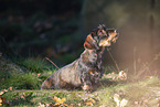 wirehaired Dachshund