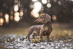 young Dachshund