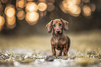 young Dachshund