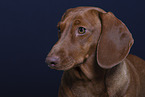 shorthaired Dachshund