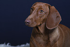 shorthaired Dachshund