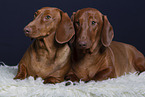 2 shorthaired Dachshunds