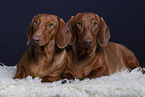 2 shorthaired Dachshunds