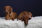 2 shorthaired Dachshunds