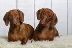 2 shorthaired Dachshunds