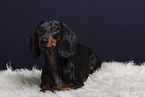 shorthaired Dachshund