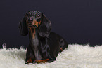 shorthaired Dachshund