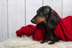 shorthaired Dachshund