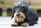 wirehaired Dachshund